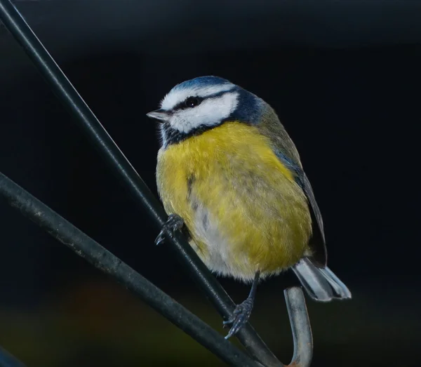 Pimpelmees vogel — Stockfoto