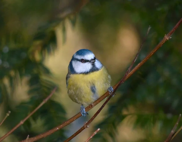 Blue tit bird — Stock Photo, Image