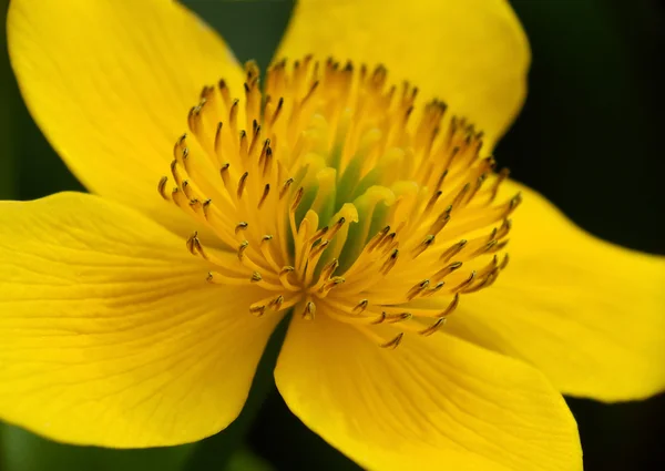 Желтый цветок крупным планом — стоковое фото