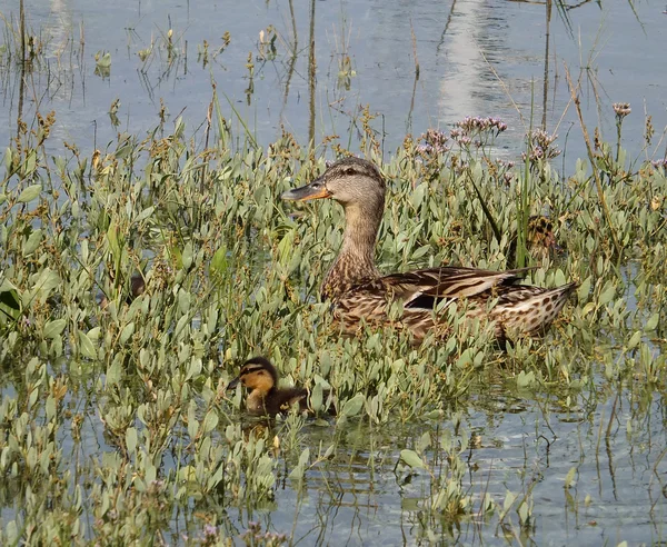 Anatra con bambino — Foto Stock