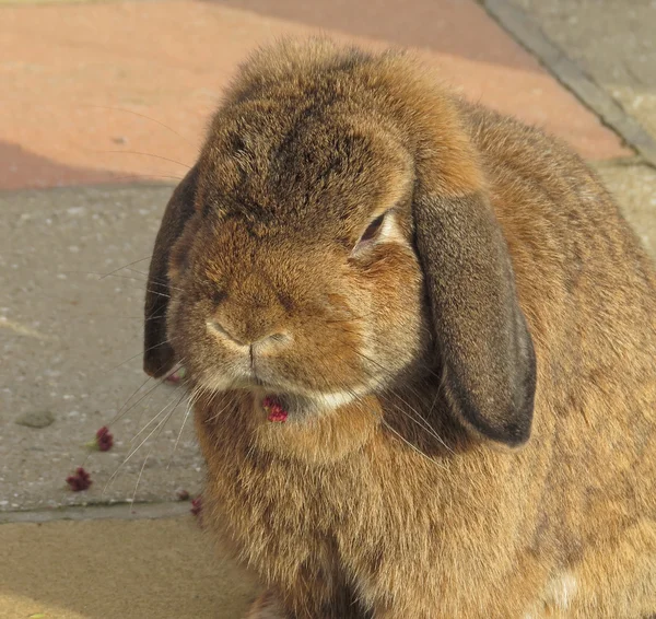 Conejo comiendo flores —  Fotos de Stock