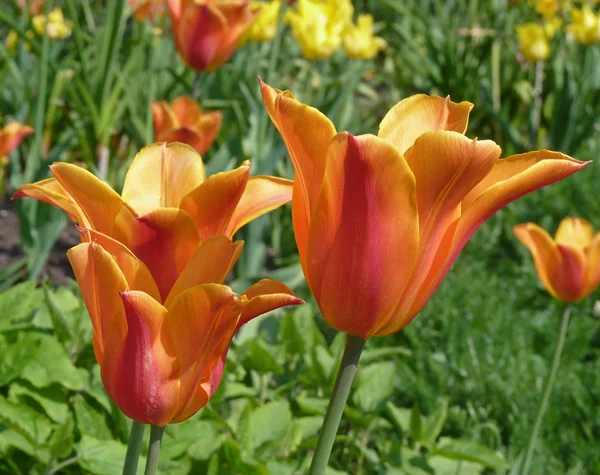 बागेत टूलिप फूल — स्टॉक फोटो, इमेज
