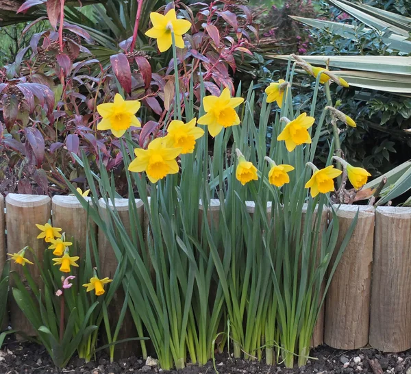 Nergis çiçekleri Bahçe