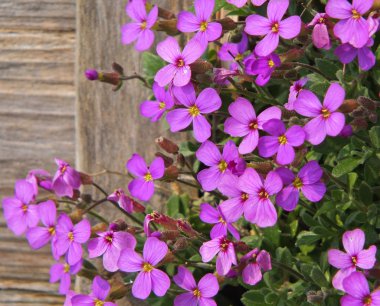 Bahçedeki çiçekler