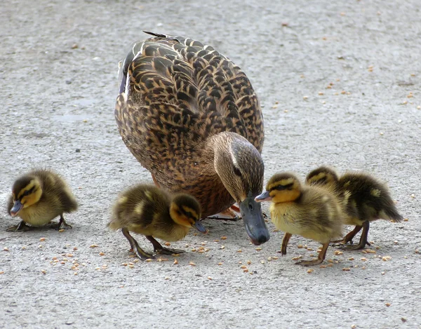 Eend met kuikens familie — Stockfoto