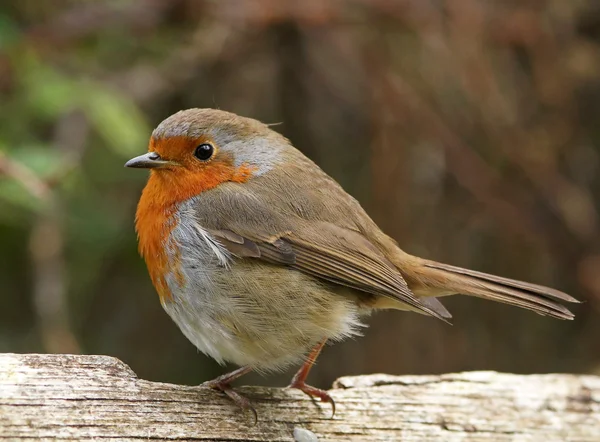 Robin