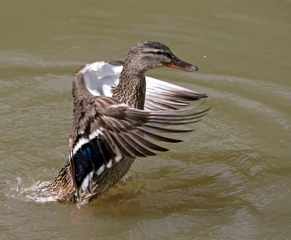 Eenden — Stockfoto