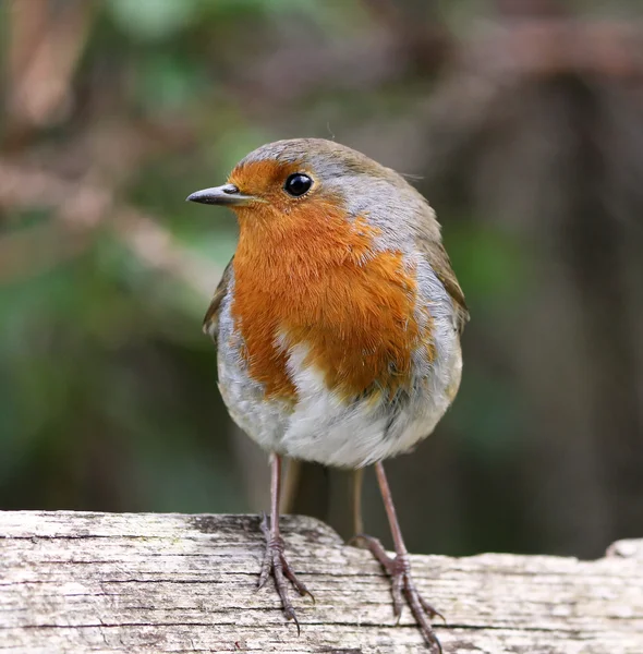 Robin perfil lateral — Fotografia de Stock