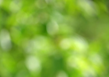 arka arka plan doğa bulanıklık