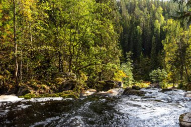 Karelia 'daki Kulismayoki nehrindeki Yukankoski şelalesinin panoramik manzarası. Kuzey Ladoga bölgesinde Yukankoski 'nin en yüksek şelalesinin güzel manzarası. Karelya 'daki Beyaz Köprüler' in sonbahar manzarası.
