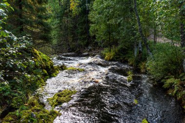 Karelia 'daki Kulismayoki nehrindeki Yukankoski şelalesinin panoramik manzarası. Kuzey Ladoga bölgesinde Yukankoski 'nin en yüksek şelalesinin güzel manzarası. Karelya 'daki Beyaz Köprüler' in sonbahar manzarası.