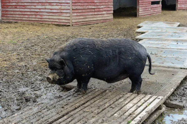 Nero sporco carino maiale mangiare in fattoria — Foto Stock