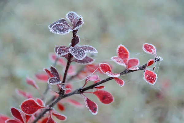 Japon böğürtleninin kırmızı dalları ve yaprakları buzla kaplı. — Stok fotoğraf