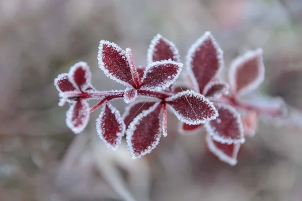 Japon böğürtleninin kırmızı dalı, yaprakları buzla kaplı. — Stok fotoğraf