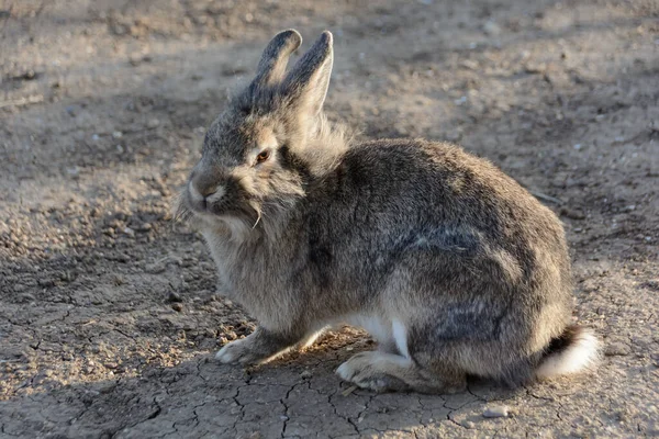 Gray bunny rabbit in field illuminated by the sun — Foto de Stock