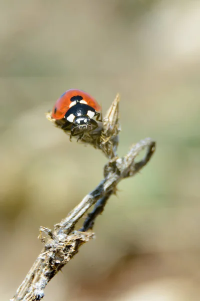 Coccinelle sur le dessus de l'épine sèche — Photo