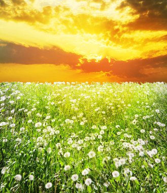 Şafak dandelions ile alanın üzerinde