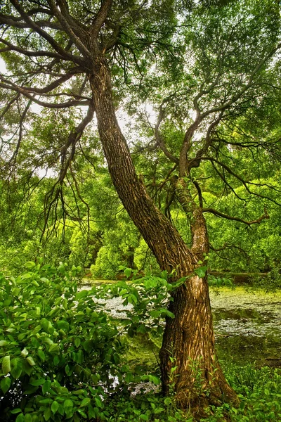 Grote boom aan de wal — Stockfoto