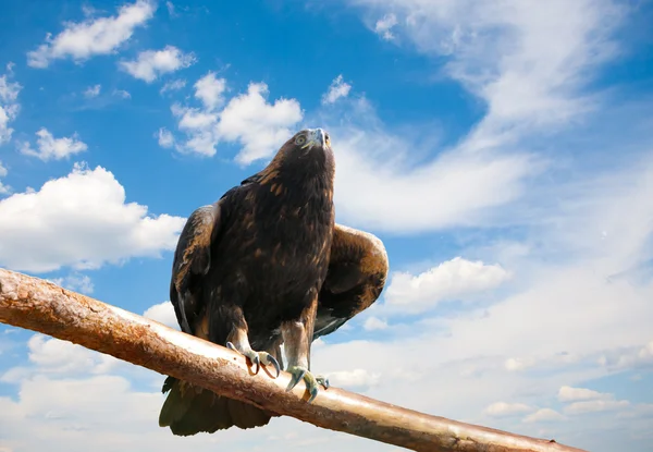 针对 skyn 鹰αετός εναντίον του skyn — 图库照片
