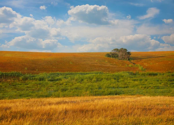 Landskap med fältet träd och moln — Stockfoto