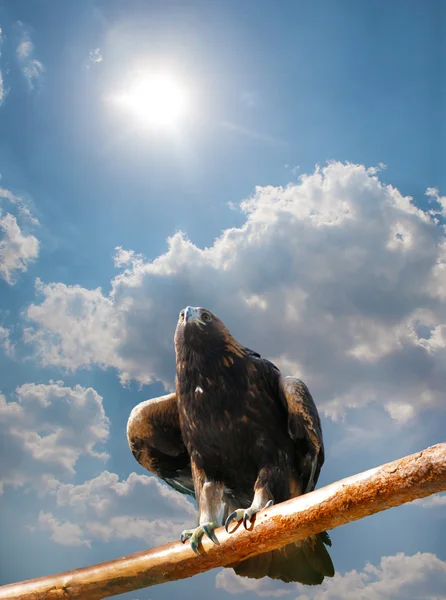 Eagle against the skyn — Stock Photo, Image