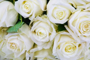 Beyaz güller çiy damlaları