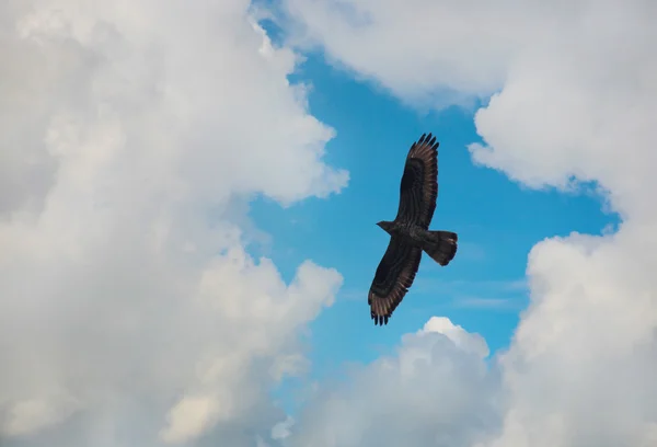 鹰在天空中飞翔 — 图库照片