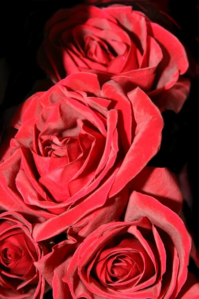 Fresche belle rose rosse — Foto Stock