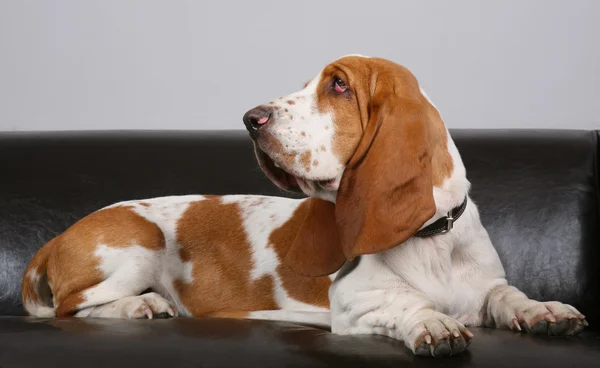 Cane di Basset-haund si trova sul divano — Foto Stock