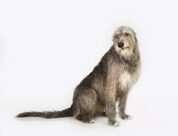 Σκυλί το ιρλανδικό wolfhound — Φωτογραφία Αρχείου