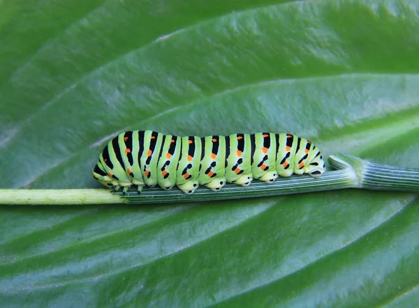 Big green caterpillar — Stock Photo, Image