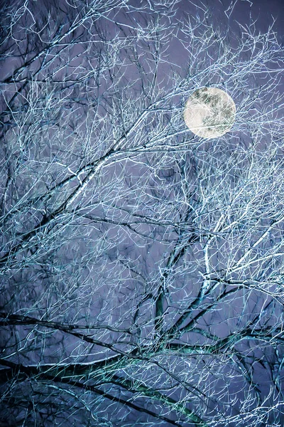 夜の空に対して木の枝 — ストック写真