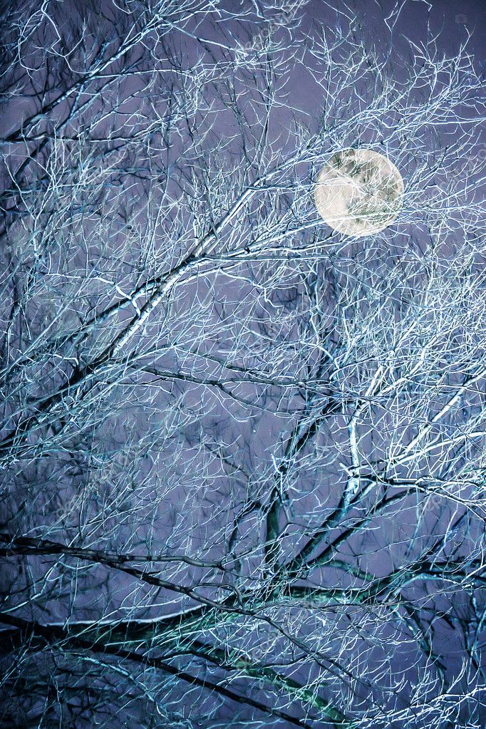 takken van de boom tegen de nachtelijke hemel — Stockfoto © Apriori ... takken van de boom tegen de nachtelijke hemel — Stockfoto © Apriori ...
