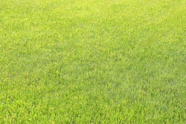 Taze yeşil çimenler