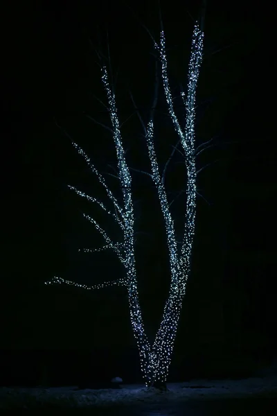 Illuminated tree in the winter — Stock Photo, Image