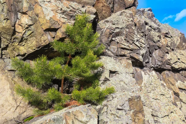 Pine on rock ledge — Stock Photo, Image
