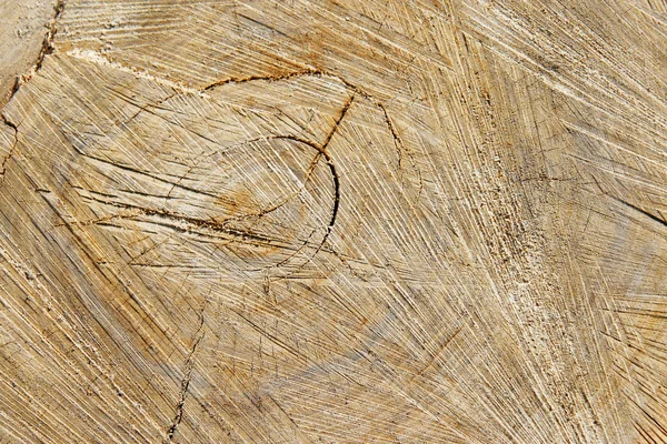 Corte áspero del tronco del árbol — Foto de Stock