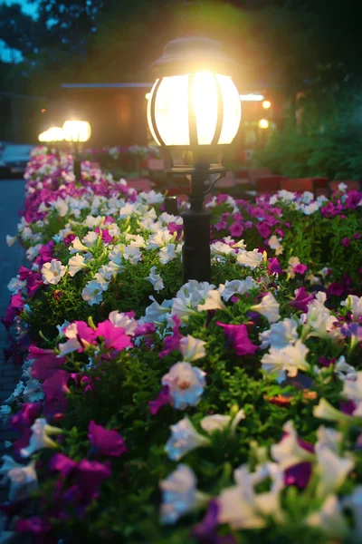 Light lamps in lawn about flowers at night — Stock Photo, Image