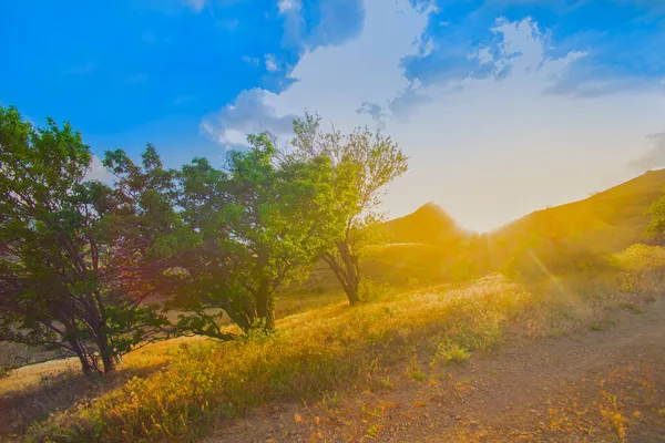 Landschaft Mit Bäumen Der Nähe Einer Feldstraße Bei Sonnenuntergang Den — Stockfoto