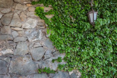 Sarmaşıklı eski taş duvar ve sokak lambası. Arkaplan.