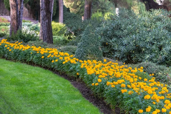 Rasen Mit Safran Einem Schönen Park Sommer — Stockfoto