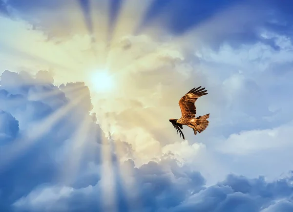 Лисий Орел Летить Сонцем Хмарному Небі — стокове фото