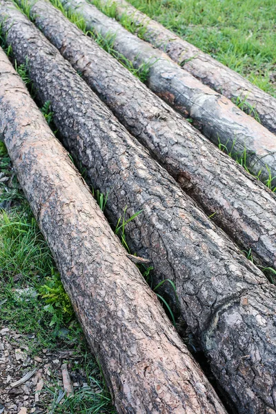 Pine trunks — Stock Photo, Image