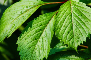 yeşil yaprakları büyük su damlaları