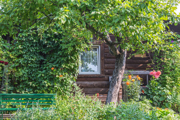Beautiful wooden log house overgrown with greenery close-up.