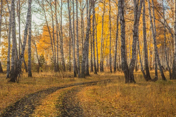 Floresta Vidoeiro Outono Amarelo Iluminada Pelo Sol — Fotografia de Stock