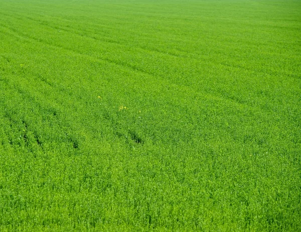 The green field. — Stock Photo, Image