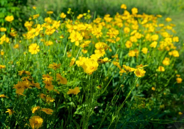 Sárga virágok egy zöld réten. — Stock Fotó