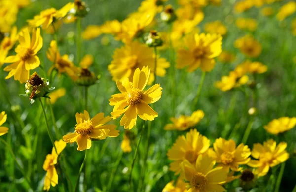 Flores amarillas en un prado verde. — Foto de Stock