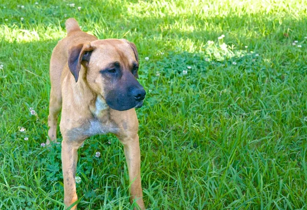 Cane su un prato verde . — Foto Stock